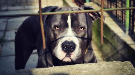 Imagen de archivo de un perro de la raza pitbull