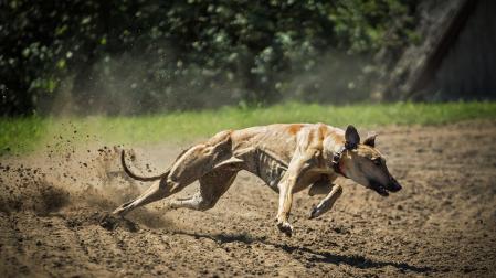 Imagen de archivo de un galgo corriendo