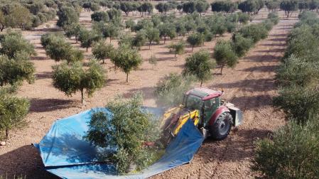 Imagen de la recolección de la oliva a máquina en un huerto de Ablitas, una de las localidades riberas con mayor tradición en este cultivo