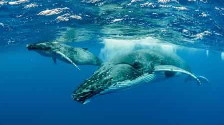 Ballenas jorobadas en el océano Pacífico