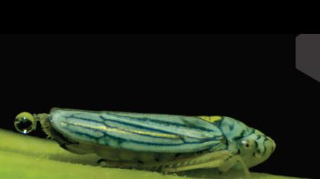 Un cicadélido carga una gota de orina antes de catapultarla