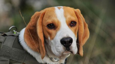 Imagen de archivo de un beagle