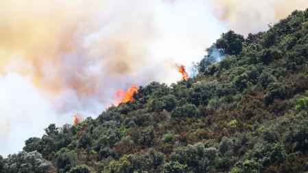 La proliferaración de bosques y matorrales aumenta el riesgo de incendios. Fuego cerca de Llançà (Girona) en julio de 2021.