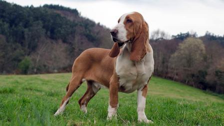 Sabueso español “Sol de Valdemaría”, campeón de belleza y trabajo