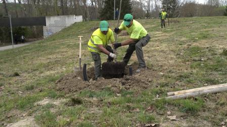Operarios, plantando olmos en Azpilagaña