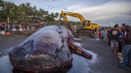Ésta es la tercera ballena que perece tras quedarse varada en las costas de Bali en los últimos días