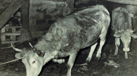 Últimos ejemplares de vacas salvajes de raza vasca sueltas en el Pirineo, marcadas hace medio siglo