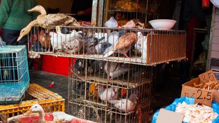 Aves en un mercado al aire libre en Shanghai (China)