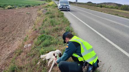 Rescatan a un perro perdido en la NA-132, próximo a Larraga