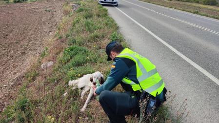 La Guardia Civil rescató al animal este domingo tras recibir el aviso de un ciudadano