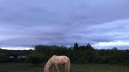 Caballo pastando