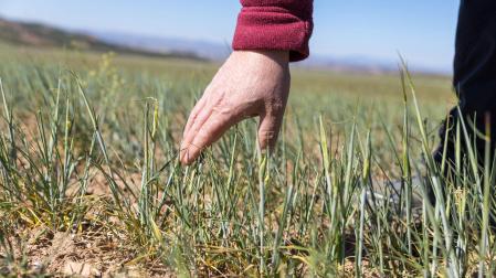 Campo de cebada en una finca de secano en Tudela. La planta presenta signos de agostamiento