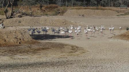Un grupo de flamencos recorren una laguna completamente seca junto al Espacio Natural de Doñana