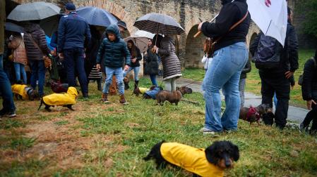 Los dueños pudieron conocer más a otros en su misma situación mientras los perros socializaban