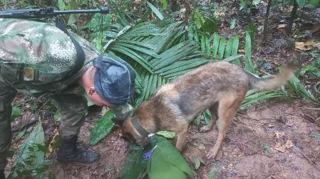 Un militar y un perro del operativo de búsqueda que encontró a los cuatros niños que sobrevivieron 17 días en plena selva tras un accidente de una avioneta Cessna 206