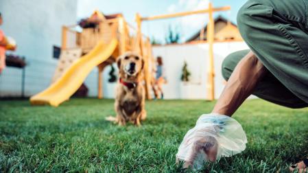 Las mascotas y los animales callejeros pueden expulsar parásitos intestinales a través de las heces, contaminando el suelo y los espacios compartidos
