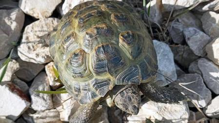 El ejemplar de tortuga mora encontrado en la calle en Estella.