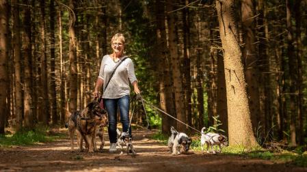 Una mujer pasea varios perros por un bosque