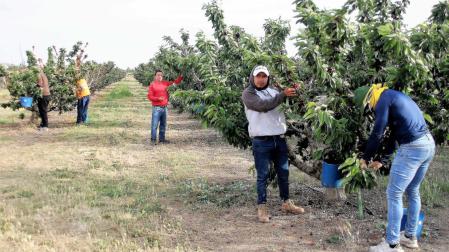 Trabajadores de la empresa FrutalPunto de Milagro recogen cerezas en uno de los huertos con los que cuenta la firma en la villa ribera