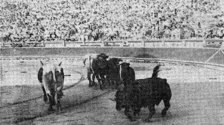 Quinto toro de la tarde que se rompió por varios sitios en una difícil acrobacia, sigue con
dificultad a los mansos, camino de los corrales donde le esperaba el tiro de gracia