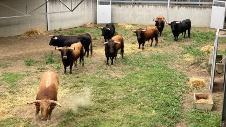 Los ocho toros de La Palmosilla, este jueves en los Corrales del Gas