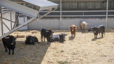 Los toros de Núñez del Cuvillo, este martes en el Gas