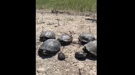 La familia de galápagos europeos rescatados en Navarra