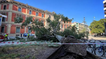 Árbol caído en el paseo de Sarasate