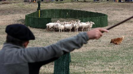 55º Campeonato de perros de pastor de Navarra.