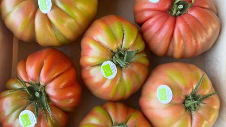 Tomate EKO