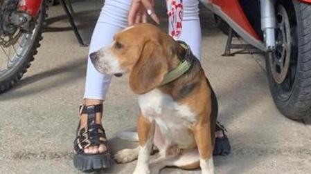 Perdigón, el Beagle encontrado en un área de descanso de la Autovía del Ebro
