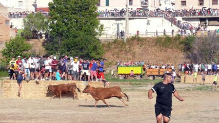 Instante de la Traída de las Vacas por el cauce del Alhama de Cintruénigo del pasado año 2022