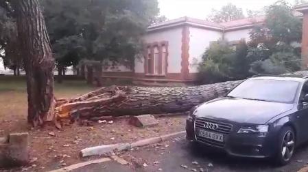 Vídeo de un pino derribado por la DANA en el HUN