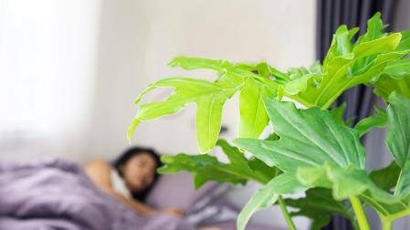 Plantas en el dormitorio