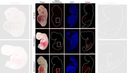 Células renales humanizadas (fluorescencia roja) dentro del embrión en comparación con un embrión enteramente porcino