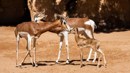 Nueva cría de gacela en Bioparc Valencia