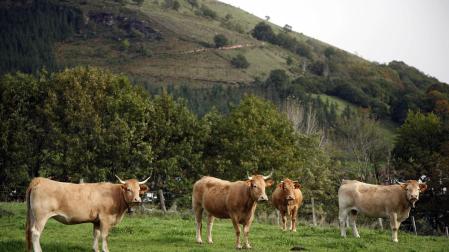 Unos ejemplares vacunos en el paraje de Erdiz