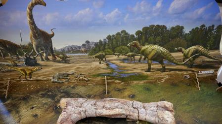 Una de las piezas más relevantes de la exposición, un fémur de igualadontio (los dinosaurios que pueden verse a la derecha de la ilustración del fondo) .