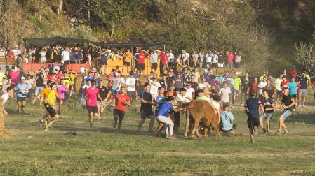 Momento en que un grupo de jóvenes agarra a la vaca, antes de iniciarse la tangana