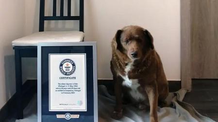 Bobi fue reconocido como el más viejo de todos los tiempos el 2 de febrero de 2023