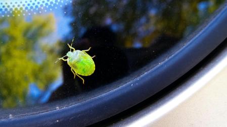 Un insecto posado en la luna de un automóvil