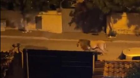 León escapado de un circo, paseando por una de las calles de la localidad italiana de Ladispoli