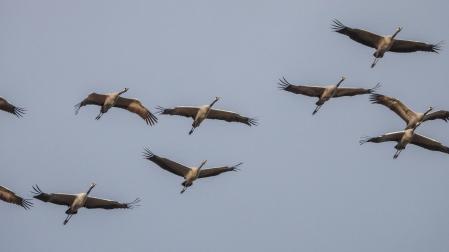Imagen del vuelo de un grupo de grullas tomada el año pasado