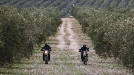 Dos agentes motorizados de la Guardia Civil circulan por un olivar durante la campaña de protección de la cosecha