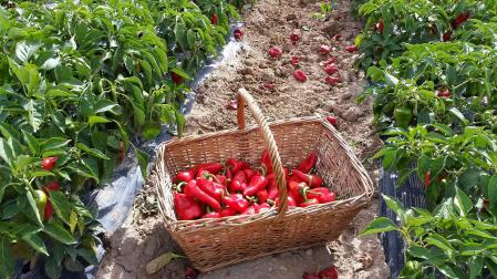 La Denominación de Origen Protegida Piquillo de Lodosa está acogida bajo la marca de garantía Reyno Gourmet