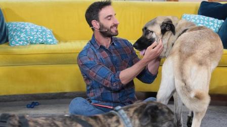 Dani Rovira se pone al frente de 'Un día de perros'