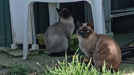 Dos gatos captados en una de las huertas de Mutilva