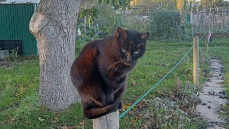Uno de los ejemplares que vive por el entorno de la colonia y las huertas