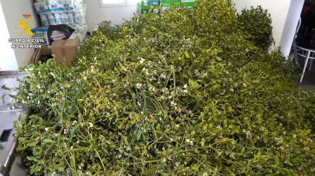 Muérdago incautado ilegalmente entre Tudela y Zaragoza