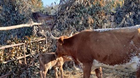 Imagen de la vaca con su ternero tras el parto